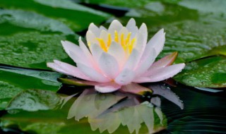 家里不能放什么花（家里不能放什么花 有什么禁忌）