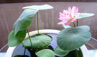 睡莲水培方法（睡莲可以直接水培吗）