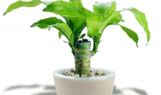 巴西木水培方法(水培巴西木的水培养殖方法)