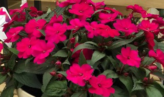 阳台种凤仙花的方法 一步一步教你怎样种凤仙花