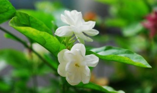 水培茉莉的方法 水培茉莉怎么修剪