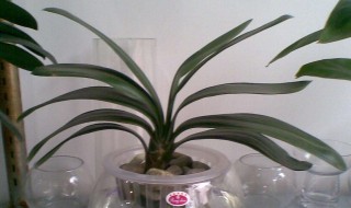 君子兰水培方法（君子兰水培方法生芽）