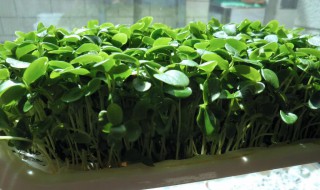 家庭香椿苗水培方法(香椿苗怎么种植方法)