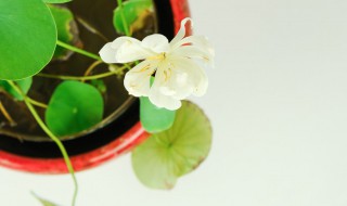 碗莲的种植方法水培教程（碗口莲水培种植方法）