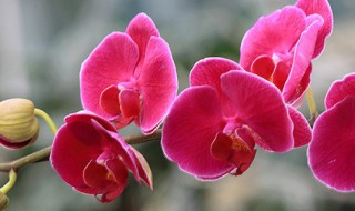 蝴蝶兰懒人水培方法 蝴蝶兰水培方法和注意事项