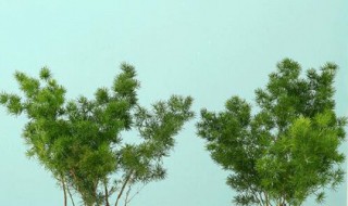 蓬莱松水培方法（蓬莱松水培养吗）