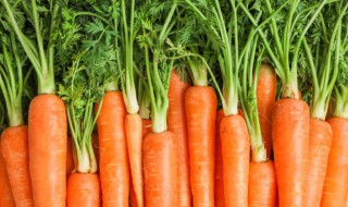 水培胡萝卜头方法 萝卜头怎么水培