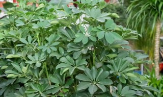 鸭掌木水培步骤及方法 鸭掌木如何水培生根