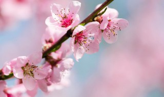 阳台种盆栽桃花好吗（家里养盆景桃花好不好）