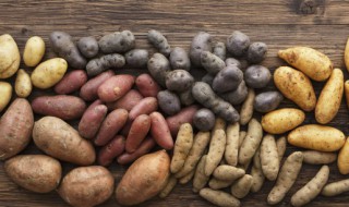 红薯切块水培方法(水培红薯步骤)