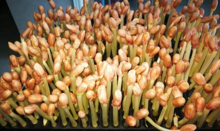 水培花生芽的制作方法(花生芽水培教程)