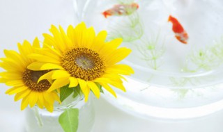 阳台种向日葵的方法（在家种向日葵的方法和步骤）