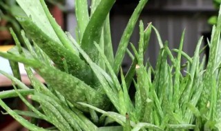 水培芦荟的两个方法（水培芦荟放多少水）