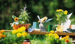 阳台最适合种什么植物（家庭阳台最好种什么植物）