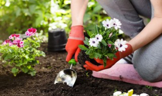 阳台可以种什么花（西北朝向的阳台可以种什么花）