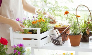 阳台种什么花（阳台种什么花一年四季都有花开）