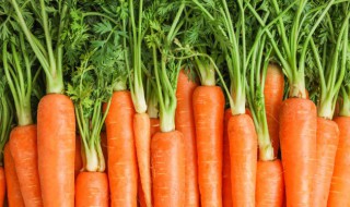 阳台怎么种胡萝卜（阳台种植胡萝卜注意事项）