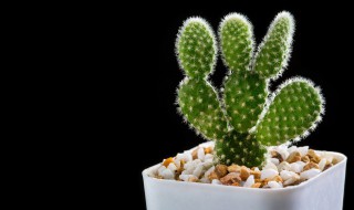 露天阳台适合种什么花最好 露天阳台适合养什么花