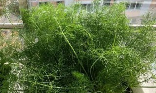 阳台种茴香的方法（阳台种植茴香）