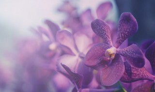 合适阳台种的兰花(家里阳台种兰花好不好)