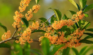 阳台种桂花树风水 露台种桂花树风水