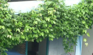 阳台种爬山虎好吗（阳台上种爬山虎有什么讲究）