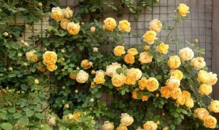 适合阳台种的大花月季（适合阳台种植的月季花）