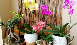 什么花籽适合阳台种 适合室内种的花籽