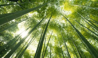 阳台种竹子好吗（阳台外面种竹子好不好）