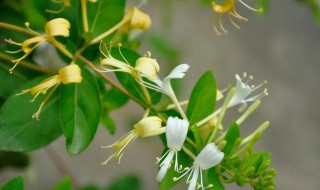 阳台种金银花怎么修剪 金银花盆栽怎么修剪