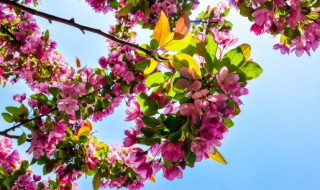 露天阳台种什么花好活（阳台种什么花容易活又漂亮）