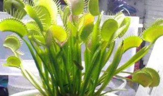 有没有驱蚊的植物（有驱蚊子的植物吗）