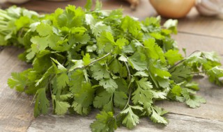 阳台种香菜怎么种植 在阳台种香菜怎么种