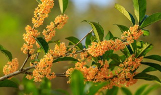 桂花可以种在阳台吗 桂花能种在阳台吗