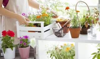 夏天阳台种什么花 夏天阳台种什么花好养活