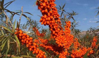 沙棘树怎么种 沙棘树怎么栽