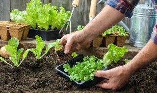 北京适合阳台种的蔬菜（朝北阳台适合种什么蔬菜）