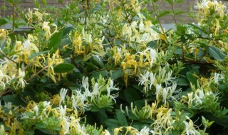 阳台种金银花好吗（阳台适合种金银花吗）