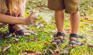 室外驱蚊植物排行榜 室外驱蚊最好的植物排名