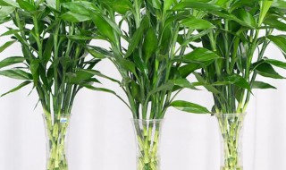 富贵竹养殖(富贵竹养殖方法和注意事项大全)