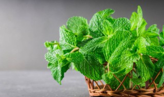 驱蚊植物的室内盆栽 驱蚊植物 室内盆栽