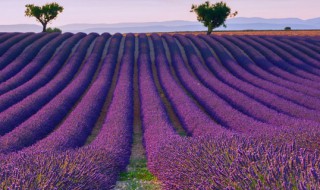 哪种植物驱蚊效果最好（什么植物驱蚊效果最好而且健康）