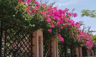 深圳阳台适合种什么花（深圳什么花种阳台上好养）