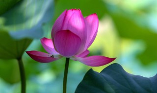 如何种好碗莲和睡莲 碗莲和睡莲哪个好养