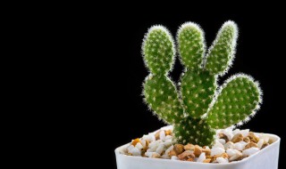 朝西阳台适合种的花卉（适合西面阳台种的花）