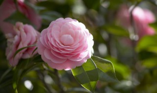 放在家里的花如何种好（放在家里的花怎么养）