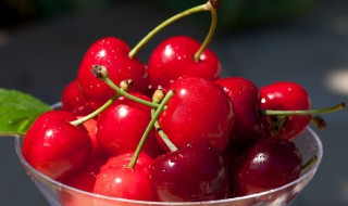 樱桃树卷叶怎么回事(樱桃树叶子卷起来是什么病)