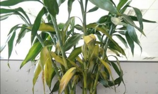 富贵竹变黄了怎么办（富贵竹变黄了怎么办水栽）