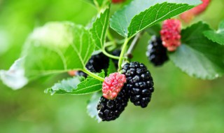 桑葚树怎么种（桑葚树怎么种活）