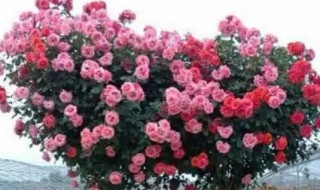 月季树怎么种(月季树怎么养)